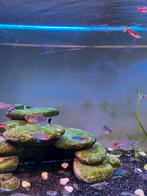 Aquarium vissen