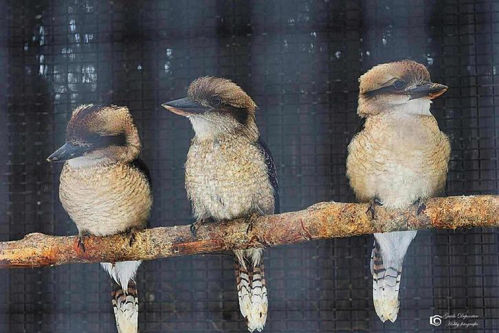 kookaburra @ paradijshof, Dieren en Toebehoren, Vogels | Overige Vogels, Meerdere dieren, Geringd