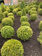 Buxus sempervirens, Jardin & Terrasse, Plantes | Arbustes & Haies, Enlèvement ou Envoi, Buis