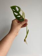 Monstera Adansonii Variegata, Ophalen of Verzenden