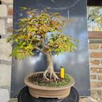 Bonsai Zelkova, Ophalen