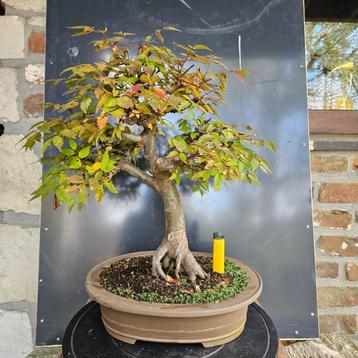 Bonsai Zelkova beschikbaar voor biedingen