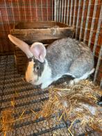 Duitse reus, Dieren en Toebehoren, Vrouwelijk, Middelgroot, 0 tot 2 jaar