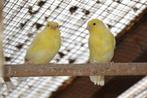 jonge geel kleurige kanaries 2025 met vaste jaarring, Dieren en Toebehoren, Vogels | Kanaries, Zangkanarie