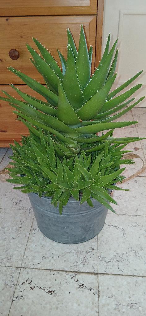 Groene plant Aloès-familie, Huis en Inrichting, Kamerplanten, Vetplant, Minder dan 100 cm, Groene kamerplant, Halfschaduw, In pot