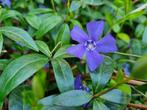 Bodembedekker Maagdenpalm, Vinca Minor, Ophalen, Vaste plant, Bodembedekkers