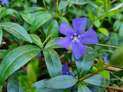 Bodembedekker Maagdenpalm, Vinca Minor, Tuin en Terras, Planten | Tuinplanten, Vaste plant, Bodembedekkers, Ophalen