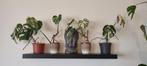 Monstera variegata, Plante verte, Enlèvement ou Envoi, Moins de 100 cm, Ombre complète