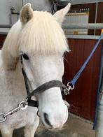 Lieve B-pony Welsh, Dieren en Toebehoren, Pony's, B, B pony (1.17m tot 1.27m), 11 jaar of ouder, Ruin