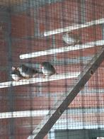 Zebravinken, Plusieurs animaux