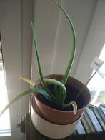 Aloë vera plant, Tuin en Terras, Ophalen