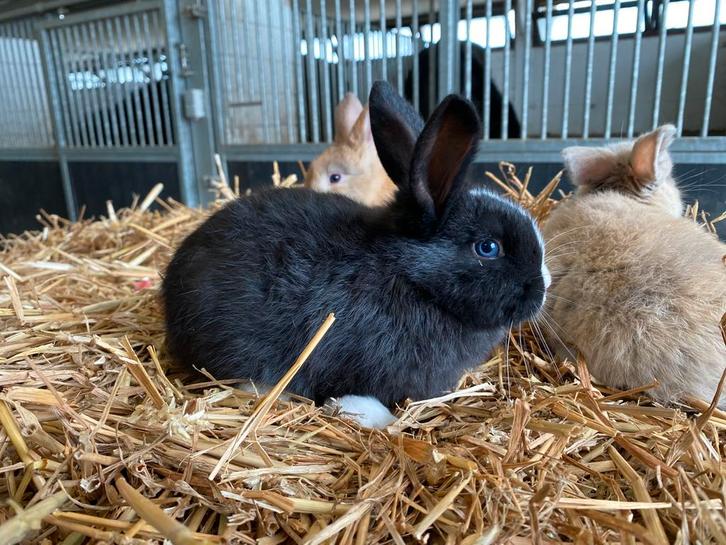 Dwergkonijntjes/ hangoorkonijntjes, Dieren en Toebehoren, Konijnen, Dwerg, Meerdere dieren, 0 tot 2 jaar, Hangoor