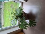 Prachtige plant met nieuwe rieten pot, Huis en Inrichting, Kamerplanten, Ophalen