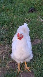Wyandotte haan grote soort, Dieren en Toebehoren, Mannelijk, Kip