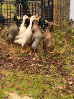 Loopeenden, Dieren en Toebehoren, Pluimvee