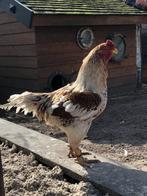 Indische Vechter Groothoenders broedeieren, Dieren en Toebehoren, Pluimvee