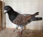 Koppel Kleurpostduif opal, Dieren en Toebehoren