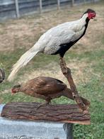 Taxidermie koppel zilver fazant, Antiek en Kunst, Ophalen of Verzenden