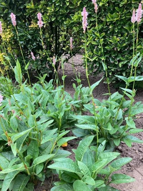 duizendknoop/persicaria, Jardin & Terrasse, Plantes | Jardin, Plante fixe, Été, Enlèvement