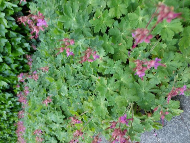 PLANT NU mooie sterke bodembedekker geranium macrorrhizum, Tuin en Terras, Planten | Tuinplanten, Vaste plant, Bodembedekkers