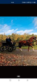 Lieve 22 jarige  vosse merrie met stamboom, Dieren en Toebehoren, Paarden, Merrie, Met stamboom, 11 jaar of ouder