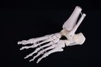 Anatomisch lesmodel (skelet) voet 3B Scientific kunststof, Diversen, Schoolbenodigdheden, Ophalen of Verzenden, Zo goed als nieuw