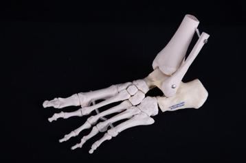 Anatomisch lesmodel (skelet) voet 3B Scientific kunststof