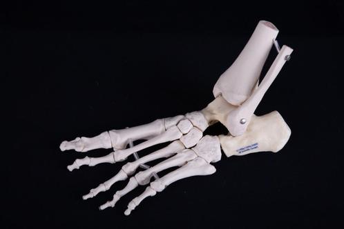 Modèle pédagogique anatomique (squelette) pied 3B, Divers, Fournitures scolaires, Comme neuf, Enlèvement ou Envoi