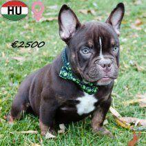 American Bully Pocket - chocolade teefje te koop, Dieren en Toebehoren, Honden | Bulldogs, Pinschers en Molossers, Teef, Overige rassen