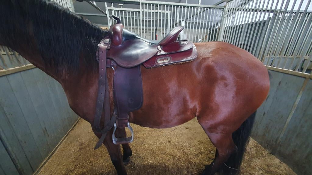 White Star westernzadel full quarter, Animaux & Accessoires, Chevaux & Poneys | Selles, Utilisé, Western, Enlèvement ou Envoi