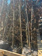 Hagebeuk, Tuin en Terras, Ophalen of Verzenden