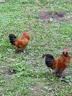 Sierhaantjes gratis, Dieren en Toebehoren, Mannelijk, Kip