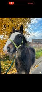 Irish Cob-veulen te koop, Dieren en Toebehoren, Paarden, Minder dan 160 cm, 0 tot 2 jaar, Hengst, L