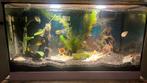 Aquarium met 5 kogelvissen, Dieren en Toebehoren, Vissen | Aquaria en Toebehoren, Ophalen of Verzenden, Zo goed als nieuw