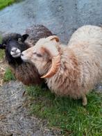 Ouessant schapen, Dieren en Toebehoren, Schapen, Geiten en Varkens