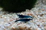 Neocaridina - blauwe garnalen (blue dream/velvet), Dieren en Toebehoren