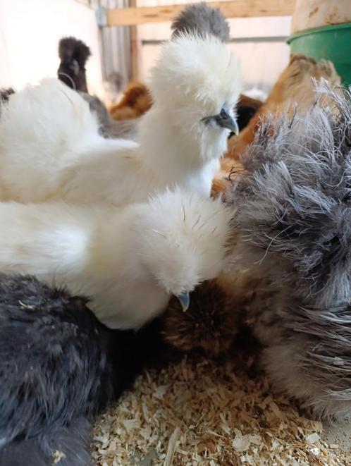 traditionele kippen + sierkippen vanaf 8,5 euro 0499/082381, Dieren en Toebehoren, Pluimvee, Kip, Vrouwelijk