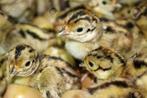 fazanten bosfazant kuikens, Dieren en Toebehoren, Pluimvee, Meerdere dieren, Overige soorten