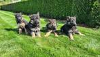 duitse herder pups, Dieren en Toebehoren, België, CDV (hondenziekte), 8 tot 15 weken, Meerdere