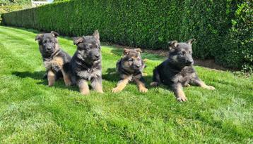 duitse herder pups beschikbaar voor biedingen
