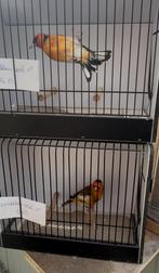 Gele putters, Dieren en Toebehoren, Vogels | Overige Vogels