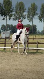 Prachtig dressuurpaard, Dieren en Toebehoren, Paarden, Ruin, Dressuurpaard