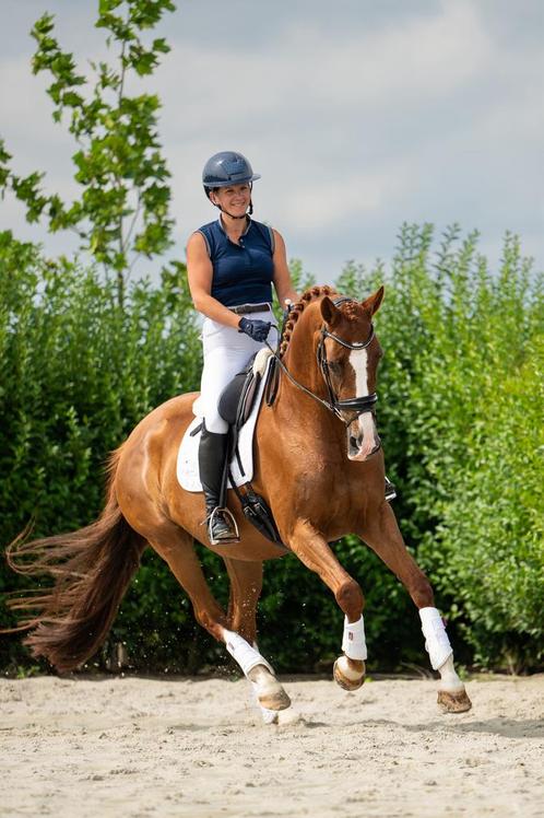 Mega knappe en lieve dressuurmerrie v. Desperado, Dieren en Toebehoren, Paarden, Merrie, L, 165 tot 170 cm, 7 tot 10 jaar, Dressuurpaard