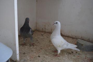 kleurpostduiven, Sexe inconnu, Pigeon voyageur