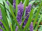 Liriope Royal Purple met korting, Tuin en Terras, Planten | Tuinplanten, Ophalen, Halfschaduw
