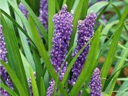 Liriope Royal Purple met korting, Tuin en Terras, Planten | Tuinplanten, Halfschaduw, Ophalen