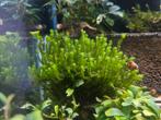 Distichophyllum rare mos, Dieren en Toebehoren
