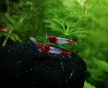 Neocaridina Red Rili beschikbaar voor biedingen
