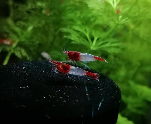 Neocaridina Red Rili, Dieren en Toebehoren, Vissen | Aquariumvissen, Zoetwatervis, Kreeft, Krab of Garnaal, Schoolvis