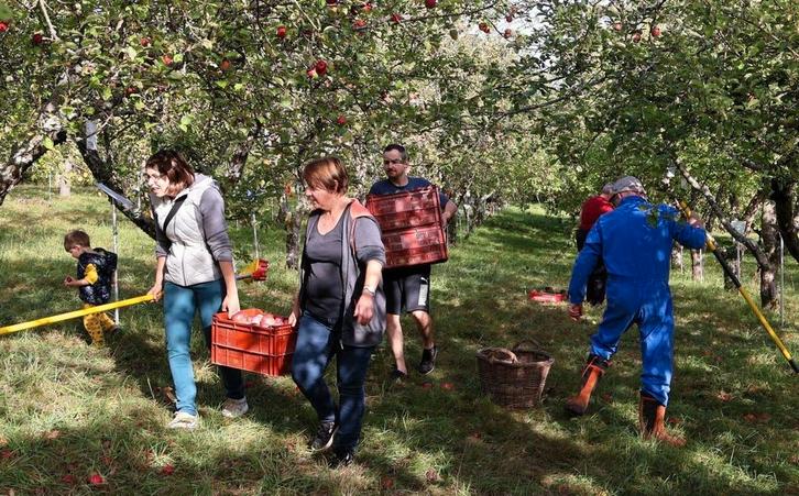 Boomgaard fruit pluk appel peren, Hobby en Vrije tijd, Overige Hobby en Vrije tijd, Ophalen